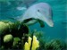 delfín v moři.jpg