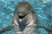 tváře delfína.jpg